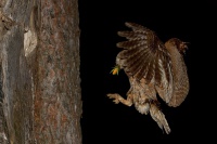 Vyrecek maly - Otus scops - European Scops-Owl 7822